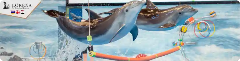 باتومي – عروض الدلافين Dolphinarium