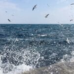 بحيرة سيفان وديليجان 1